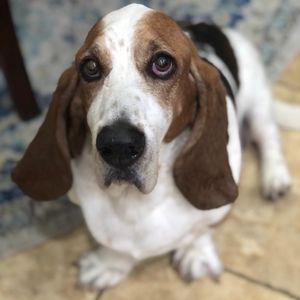 Meet your Posher, Linda